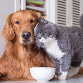 5 Dog breeds that get along with cats