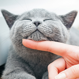 Why do cats purr?