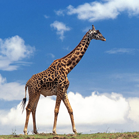 Why Do Giraffes Have Long Necks?