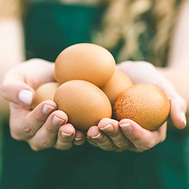 The health benefits of eating eggs