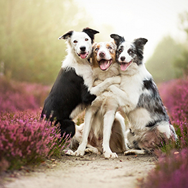 Can dogs form true friendships with other dogs?