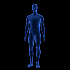 What are the only two body parts that dont stop growing?