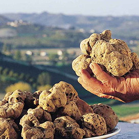 The white truffle Tuber magnatum pico