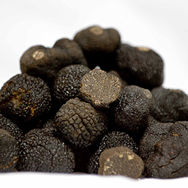 The black truffle Tuber melanosporum