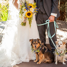 The Animal-Lover's Wedding