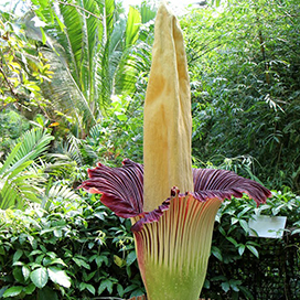 Titan Arum