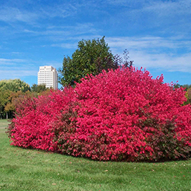 The Burning Bush Shrub