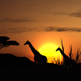 Reasons to Spend the Next Semester in Africa