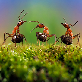 8 natural solutions for killing and deterring ants