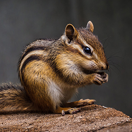 Did you know these things about chipmunks?