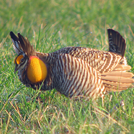 How did the heath Hen go extinct?