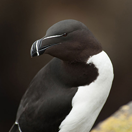 How did the Great Auk go extinct?