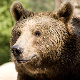 How did the Atlas Bear go extinct?