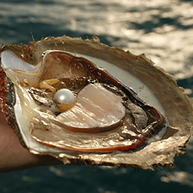 How Do Oysters Make Pearls?