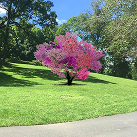 The tree of 40 fruits