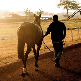 If men and horses were in a race who would win?