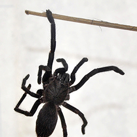 Poisonous spiders invade an Indian village (2012)