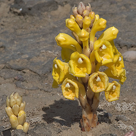 Have you ever seen a deserted area blooming with plants?
