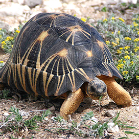 This turtle can get extinct after less than 20 years!