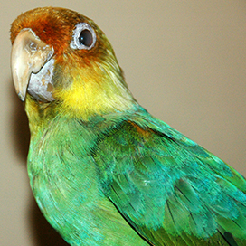 How did the Carolina parrot get extinct?