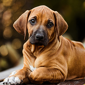 10 silent signs that indicate that your dog is depressed