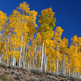 The heaviest and longest living organism is in the United States!