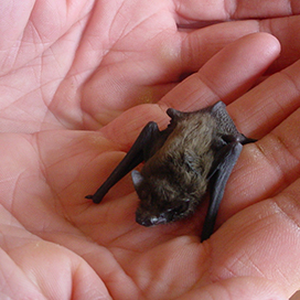 The Smallest mammal in the world  Thailand