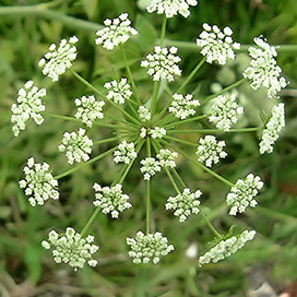 Water Hemlock