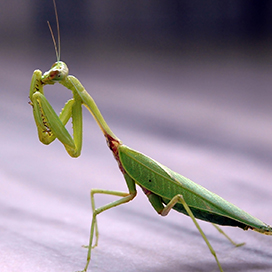 The Praying Mantis