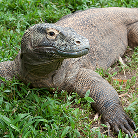 The Komodo Dragon