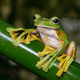 The Wallaces Flying Frog