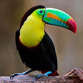 The Toco toucan