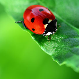 Facts about Ladybugs