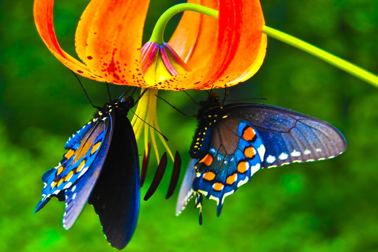 Amazing Facts about Butterflies