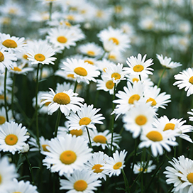 Facts about Daisies