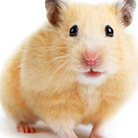 Facts about Hamsters