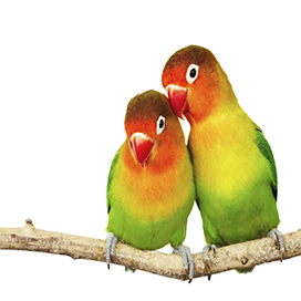 Facts about Lovebirds