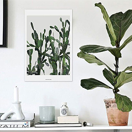 Tips for Growing Fiddle Leaf Figs