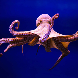 Amazing Facts about Octopuses