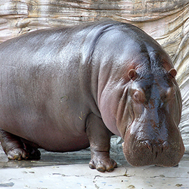 Hippopotamus Facts