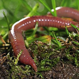 Facts about Earthworms