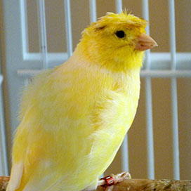 Canary Training Tips