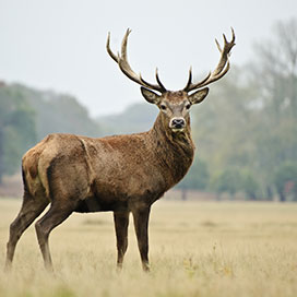 Deer Facts
