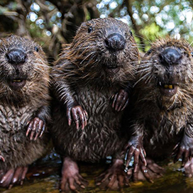 Facts about Beavers