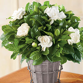 Gardenia Growth Requirements