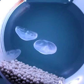 The Desktop Jellyfish Aquarium