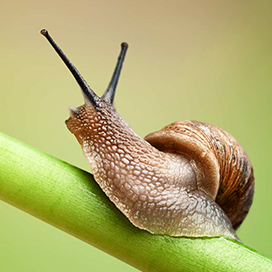 Snail Facts