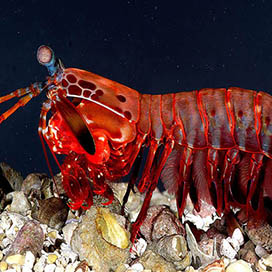 Mantis Shrimp