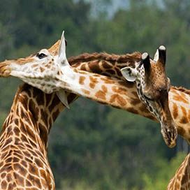 The secret of the neck of the giraffe, which puzzled scholars