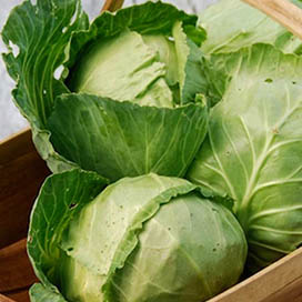 The Benefits of Cabbage